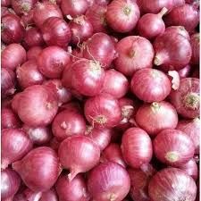 Fresh Red Onion – Wholesale Supplier — photo 1 of 2