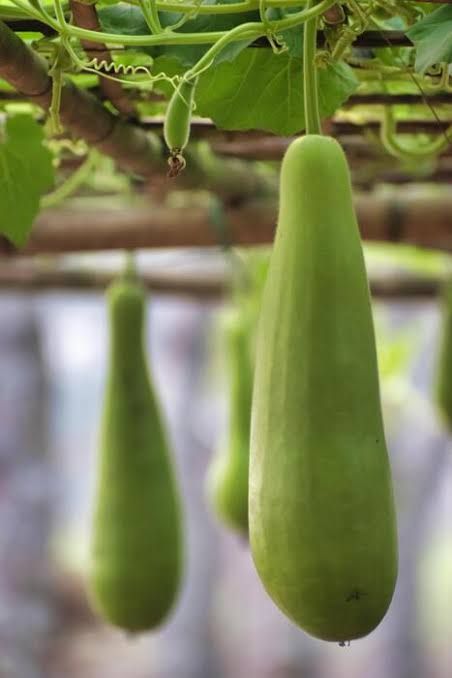 bottle gourd