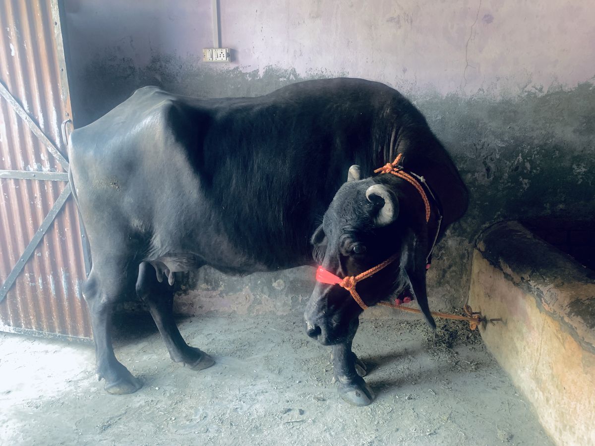 🐃 ਹਰਿਆਣਵੀ ਮੱਝ ਵਿਕਾਊ 🐃 ਚੰਗੀ ਨਸਲ • ਦੁੱਧ ਵਾਲੀ
