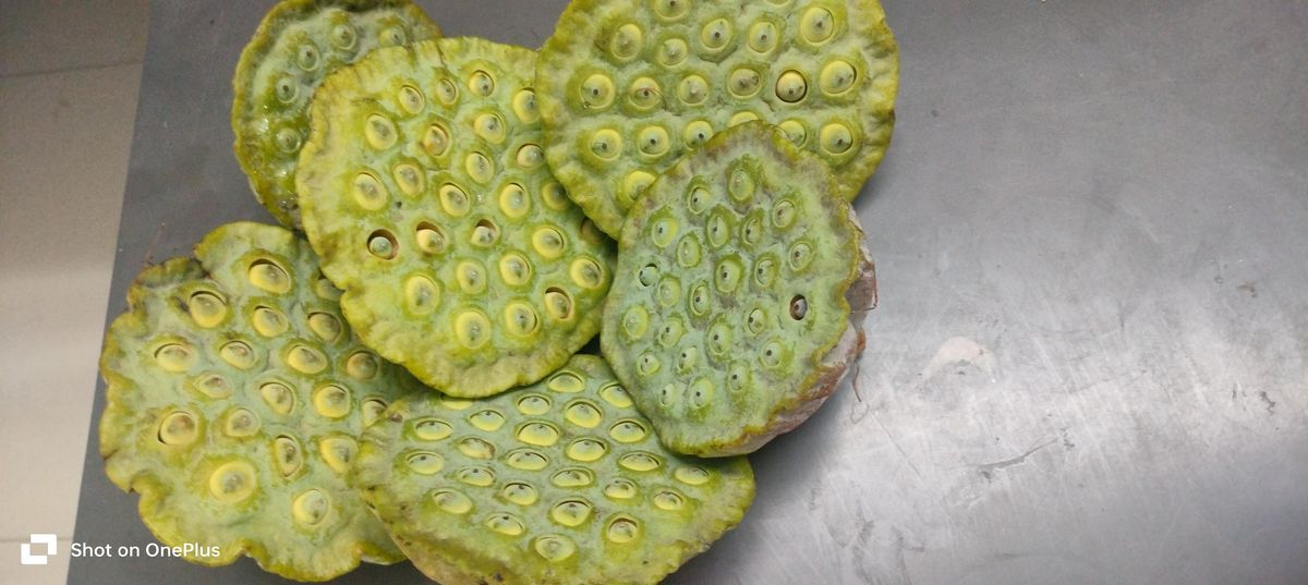 Lotus pods seeds(paban tikki) — photo 3 of 4