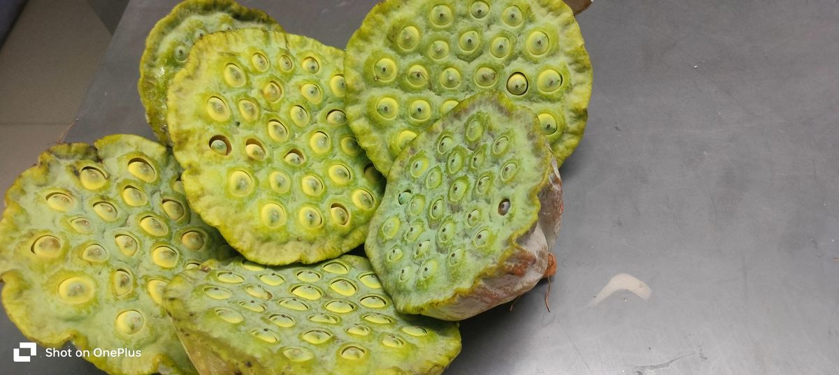Lotus pods seeds(paban tikki) — photo 2 of 4
