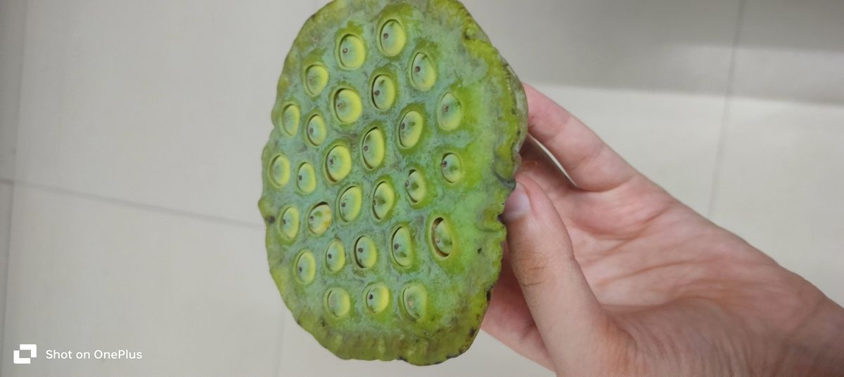 Lotus pods seeds(paban tikki)