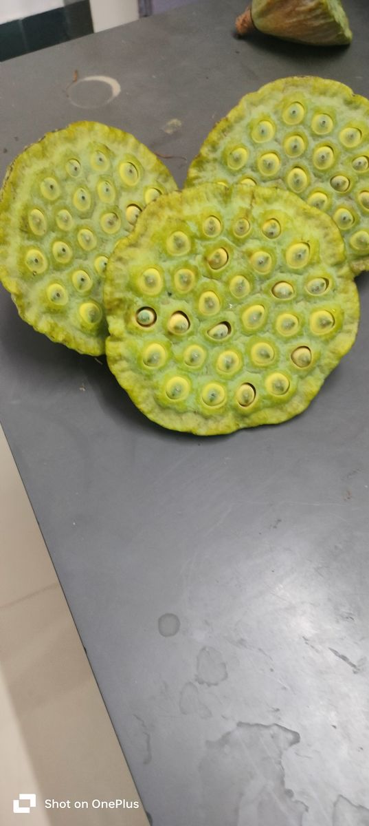Lotus pods seeds(paban tikki) — photo 4 of 4