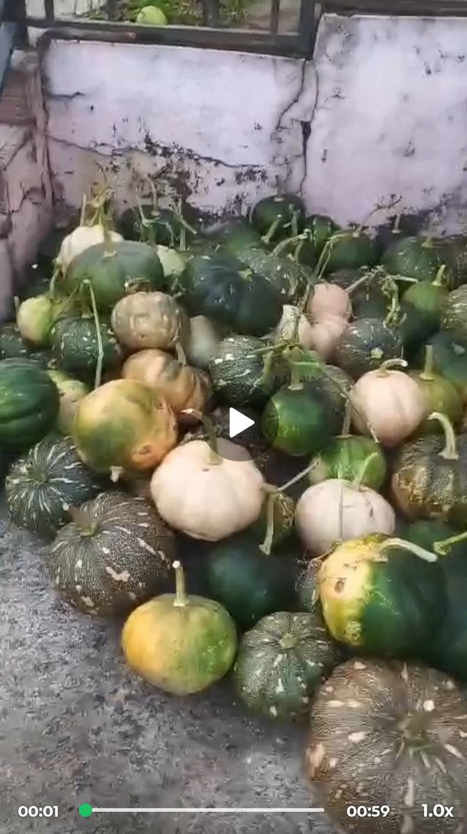 Pumpkin pahadi variety 300 kg total — photo on Online Mandi
