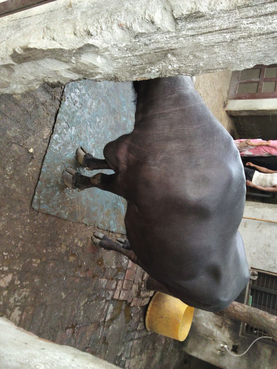 Buffalo