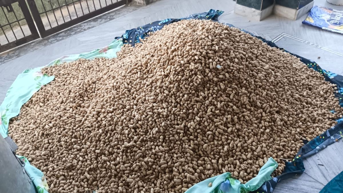 Groundnut M13 variety 1400kg — photo 1 of 1