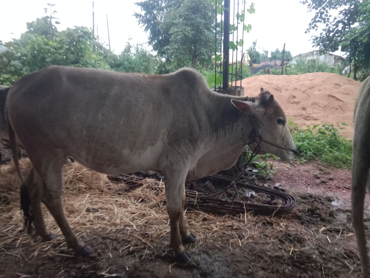 सुंदर और स्वस्थ देसी बैल बिकाऊ है
