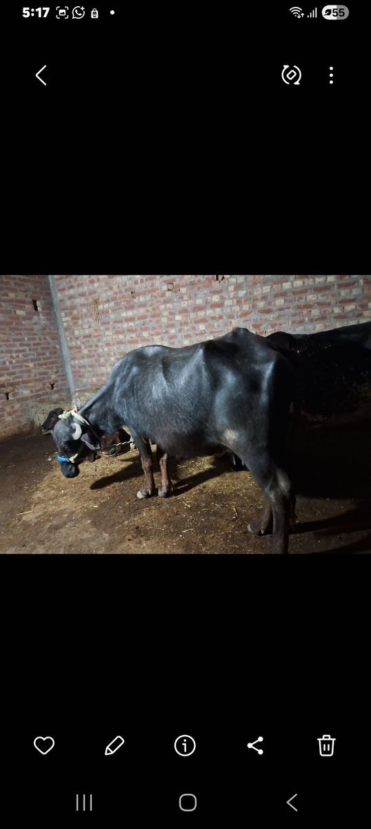 5 किलो दूध दे रही है भैंस दो बार का बयात हैआ