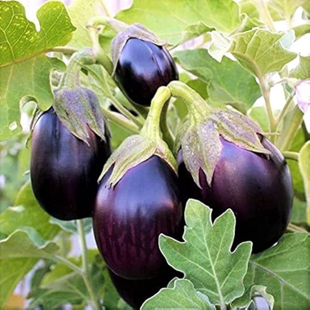 Brinjal black small size 5-10 quintal — photo on Online Mandi