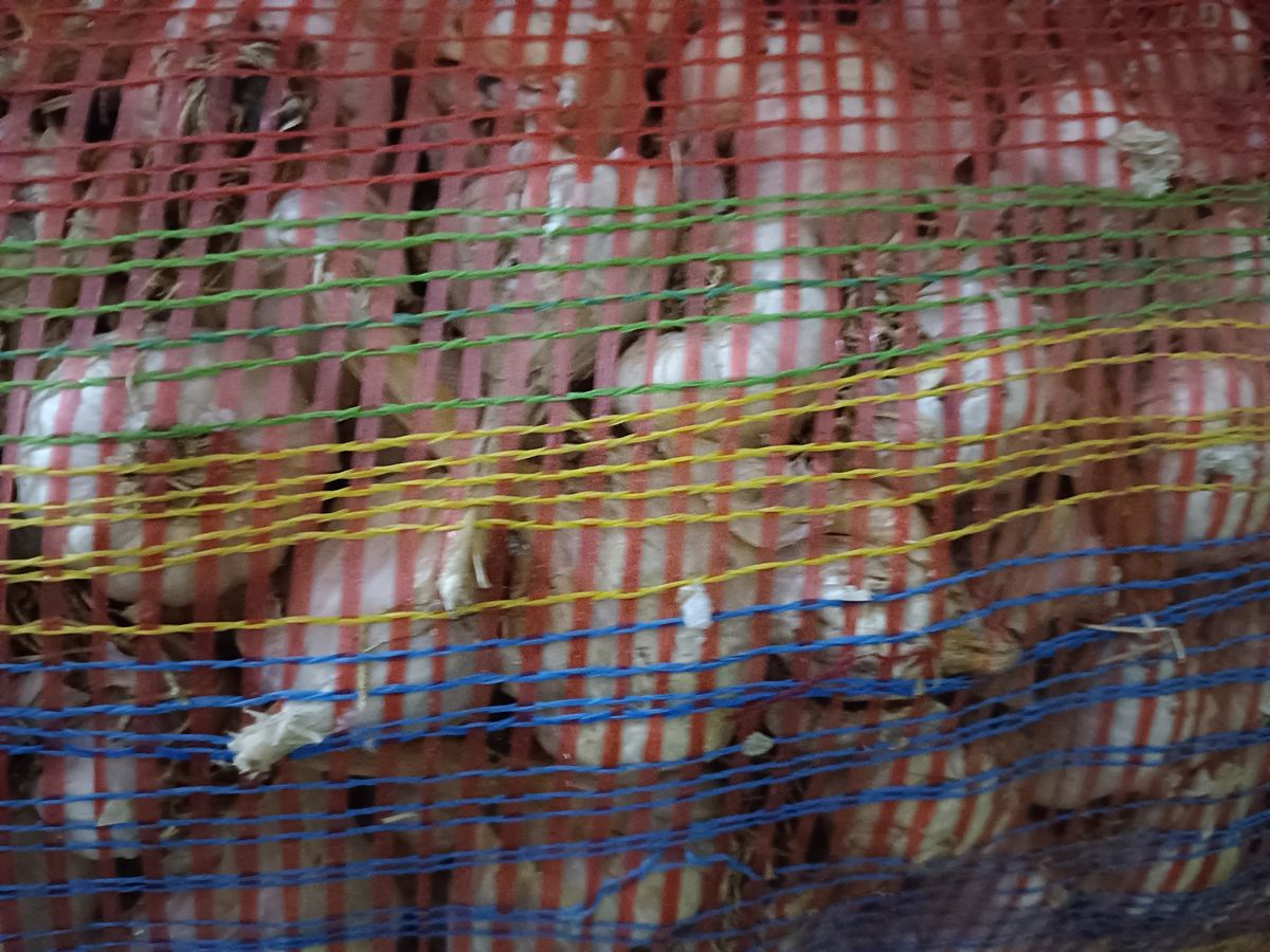 Fresh garlic/ Lahasun — photo on Online Mandi