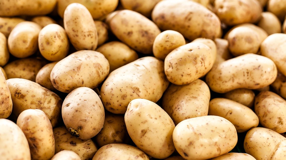 Fresh Potato – Wholesale Supplier — photo 2 of 3