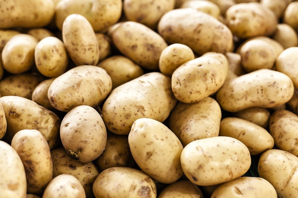 Fresh Potato – Wholesale Supplier — photo 3 of 3