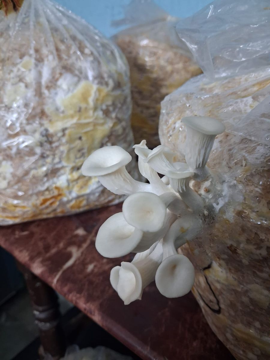 oyster mushroom — photo 2 of 4