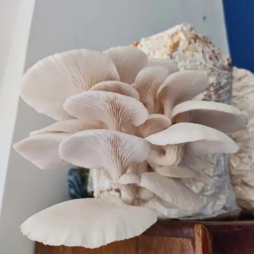 oyster mushroom — photo 4 of 4