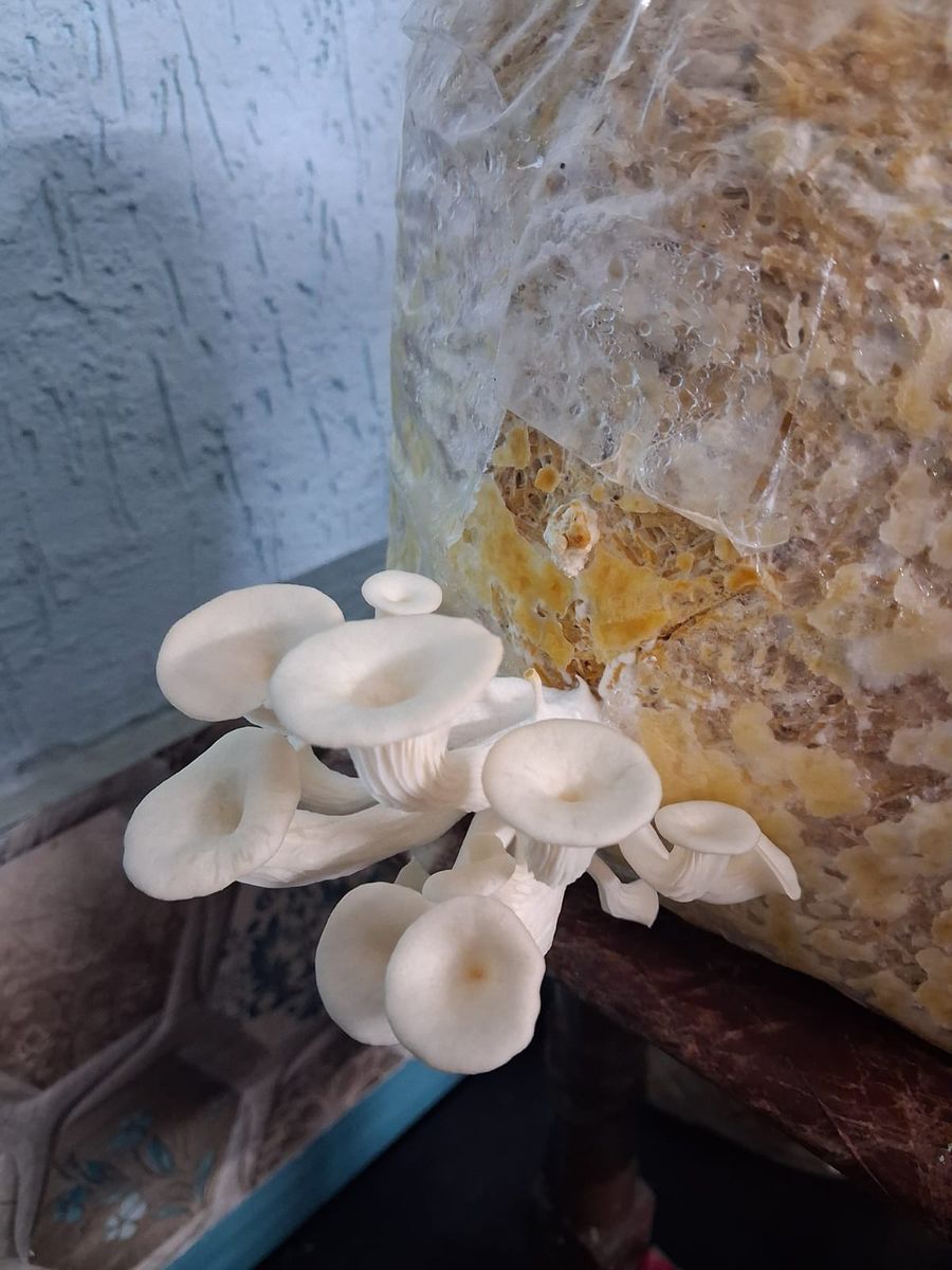 oyster mushroom — photo 3 of 4