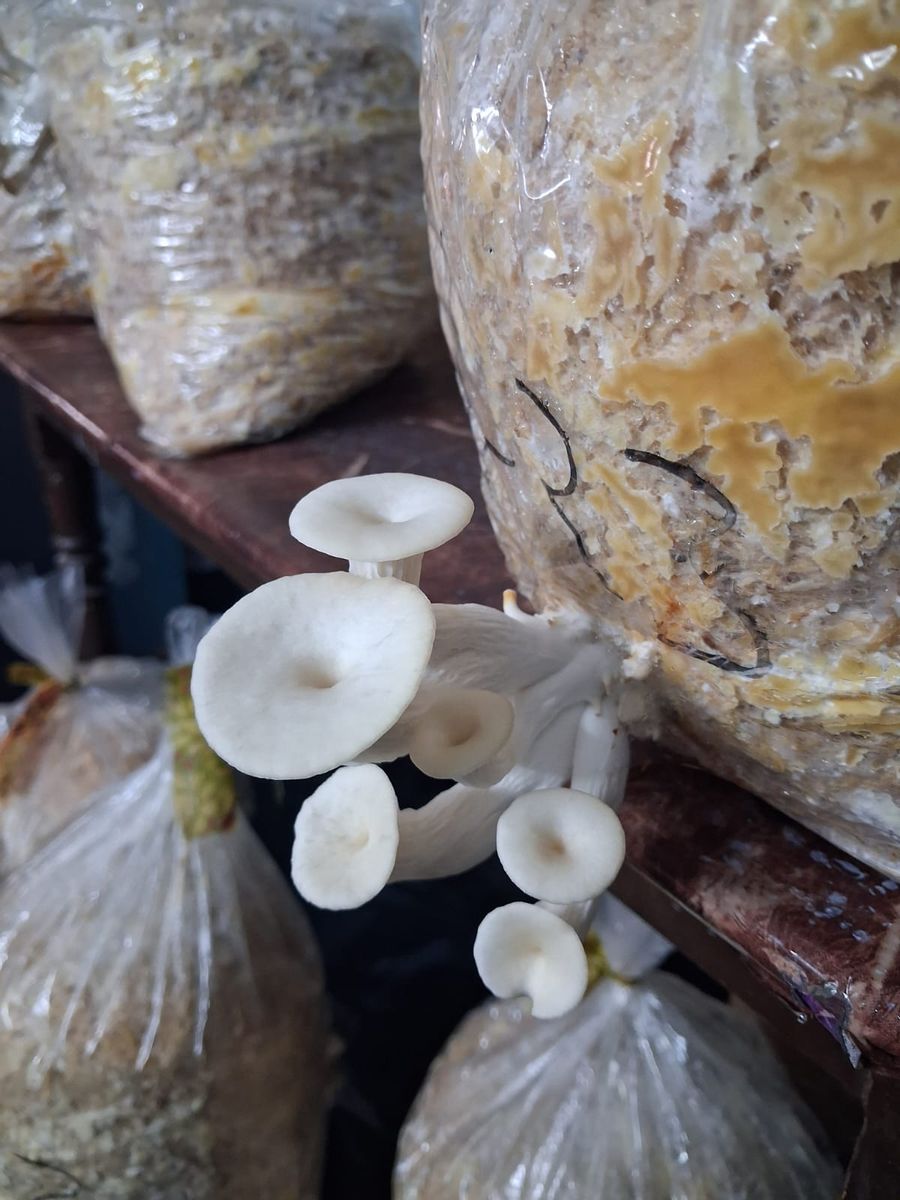 oyster mushroom — photo 1 of 4