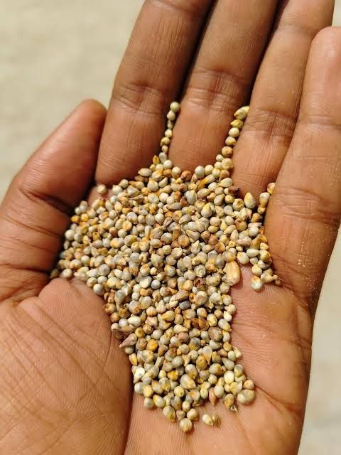 Bajra pearl millet 5 quintal — photo on Online Mandi