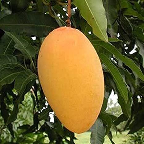 Mangao