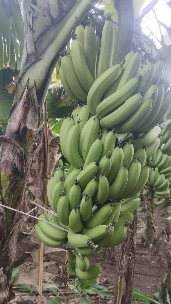 Fresh green banana