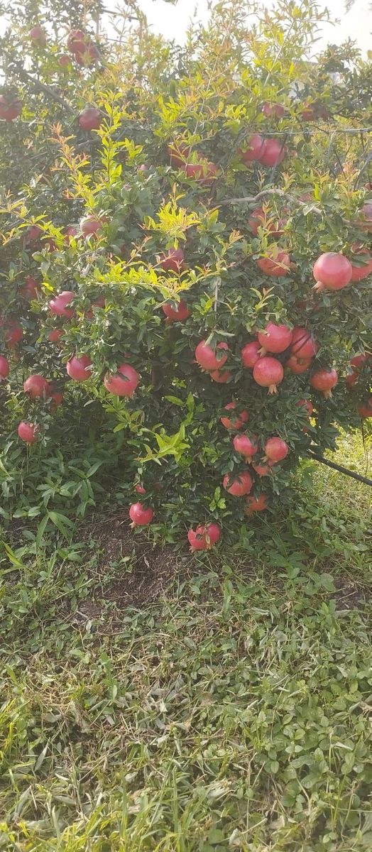 Pomegranate — photo 4 of 5