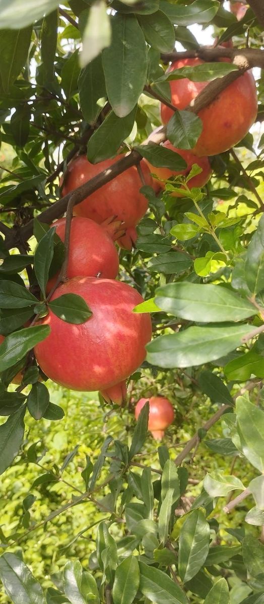 Pomegranate — photo 2 of 5