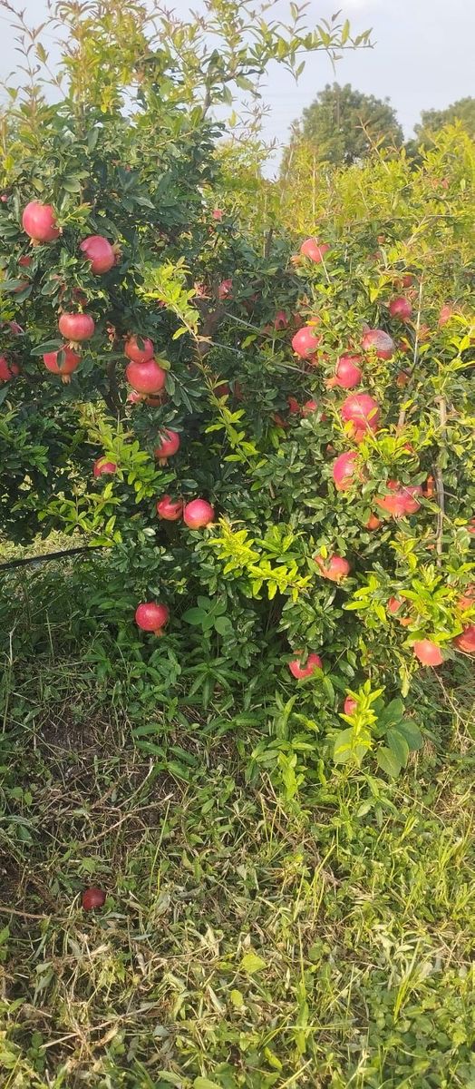 Pomegranate