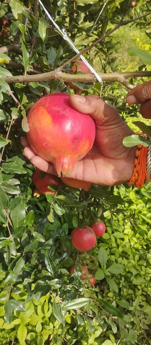 Pomegranate — photo 5 of 5