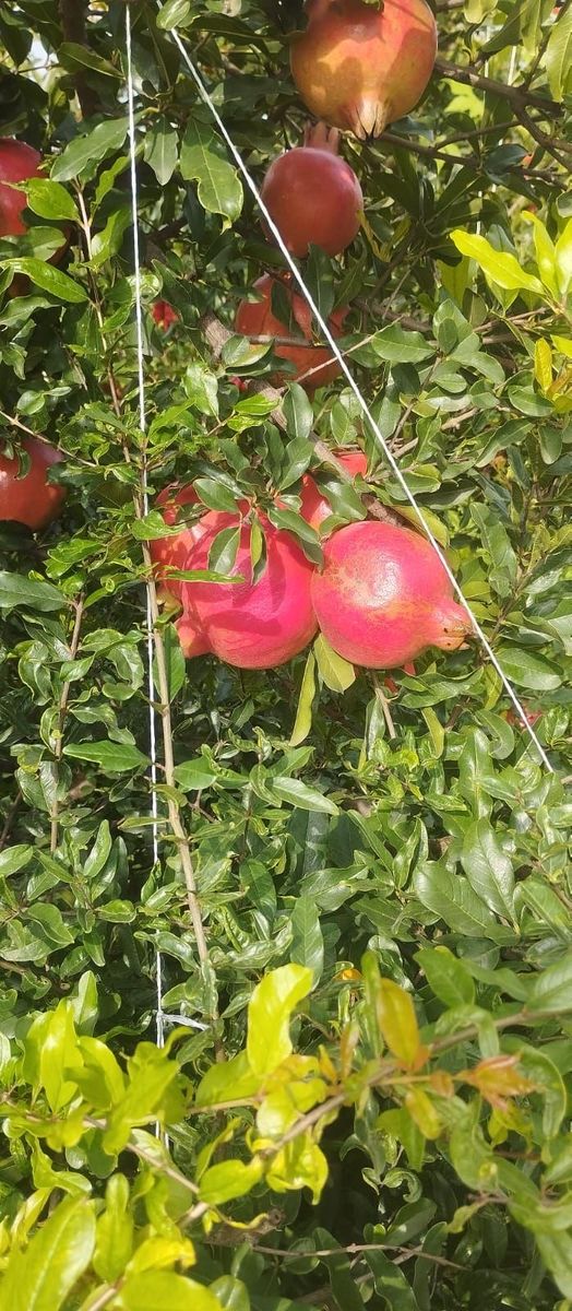 Pomegranate — photo 3 of 5