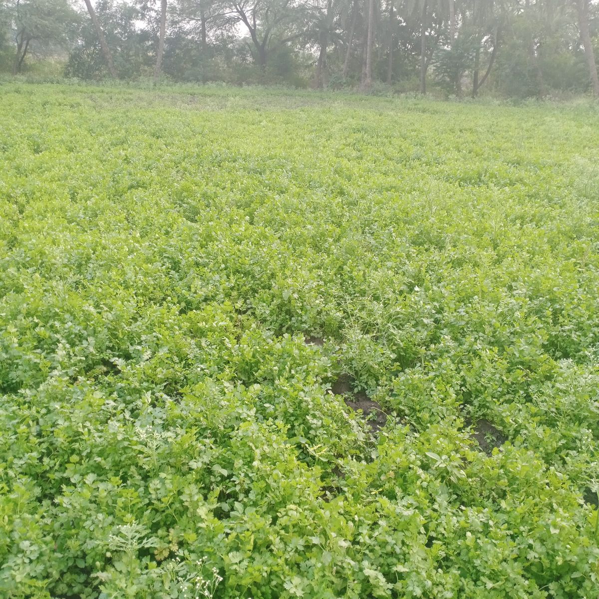 Hara dhaniya — photo on Online Mandi