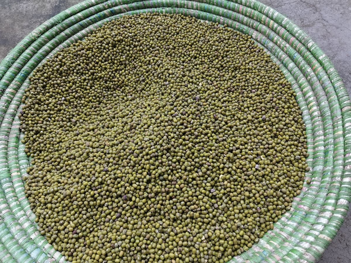 Pulse (moong)