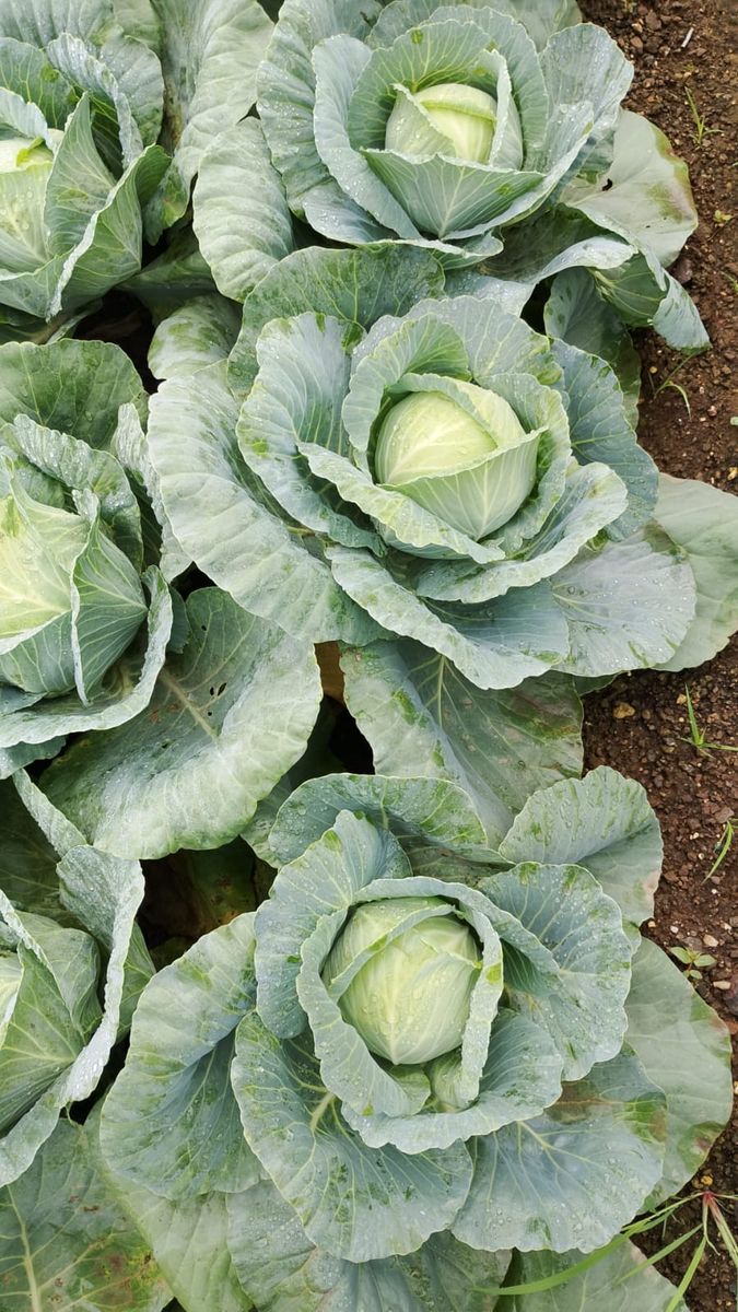 Cabbage