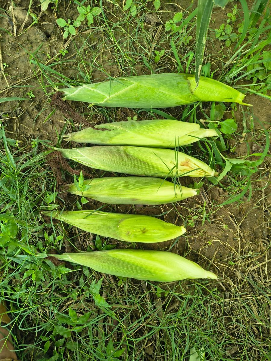Bhindi