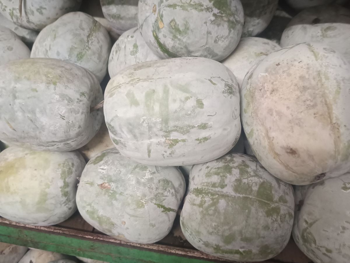 White pumpkin — photo 1 of 2