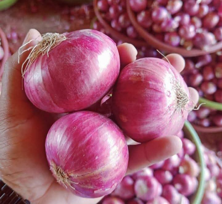 Onion
