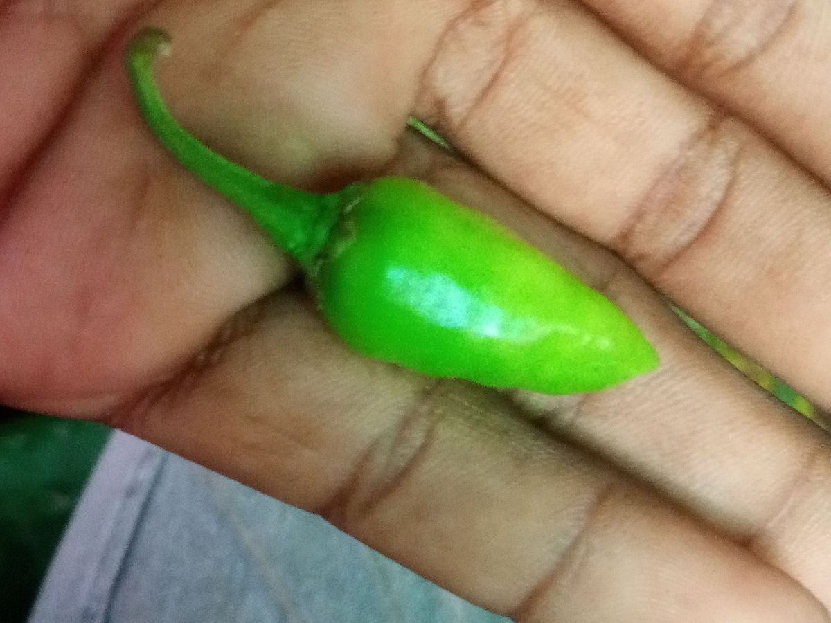 Fresh Green Chilli — photo 2 of 5