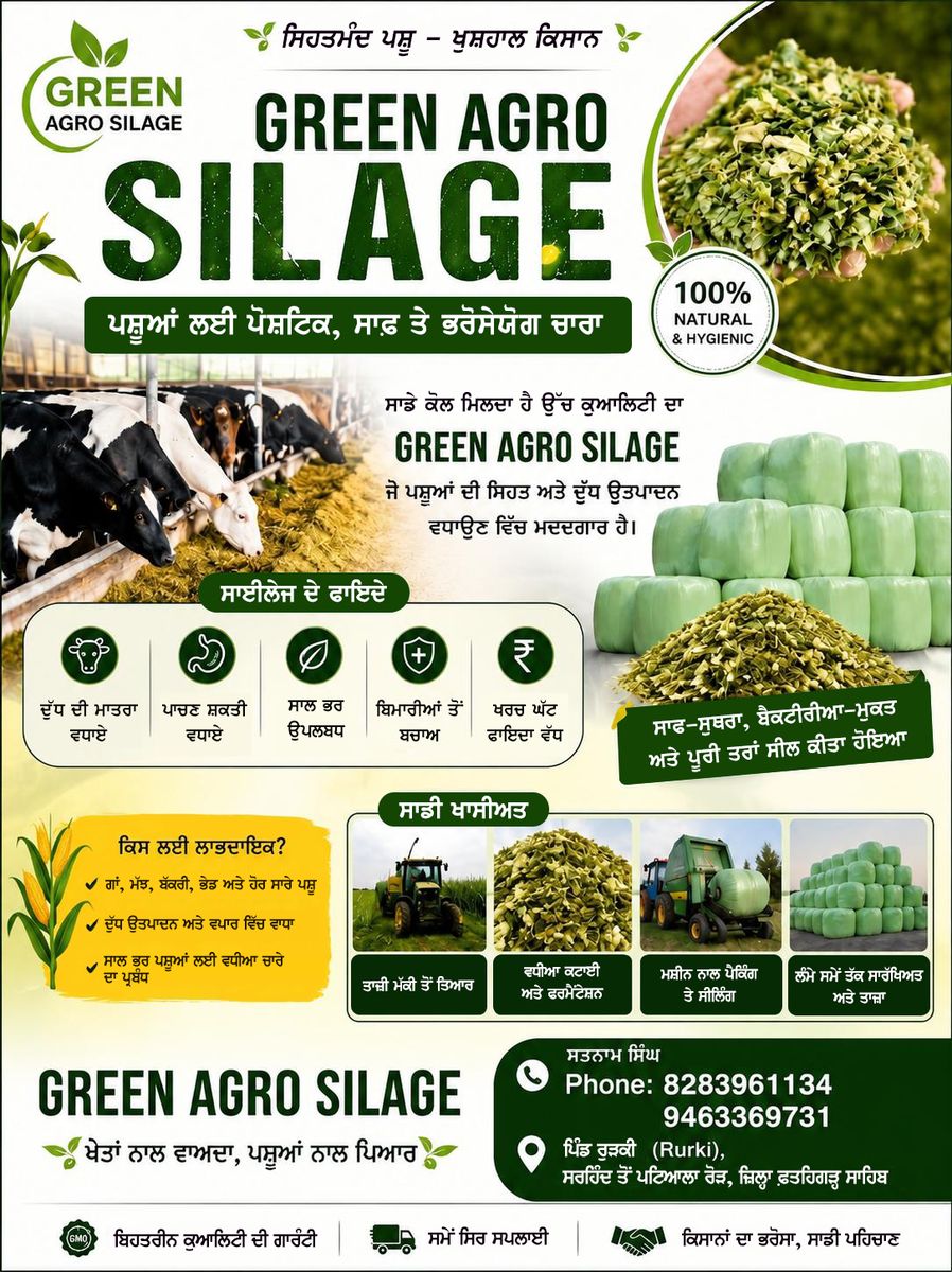 Corn Silage