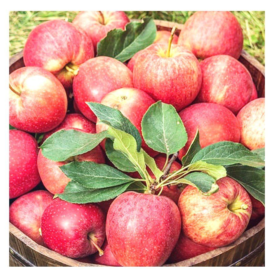 Apples Delicious