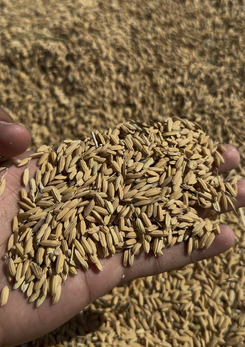 Rice pr13 — photo on Online Mandi